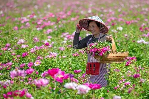 梦见摘很多花
