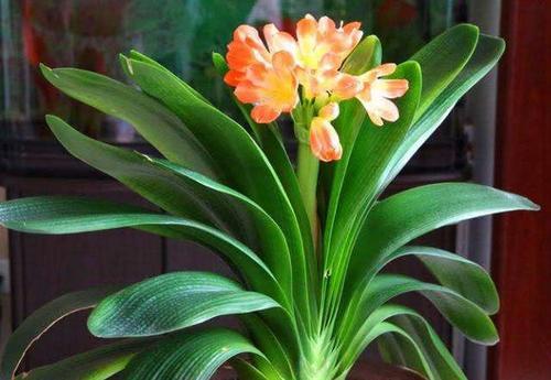 梦见君子兰开花