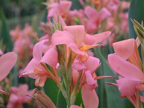 梦见美人蕉开花