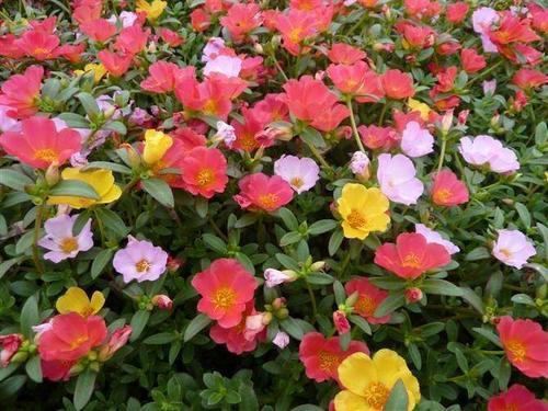 梦见太阳花 梦见太阳花