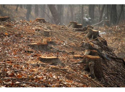 梦见砍伐树 梦见砍伐树
