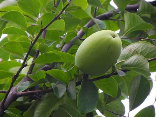 梦见香瓜树 梦见香瓜树