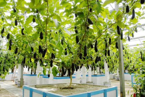 梦见茄子树 梦见茄子树