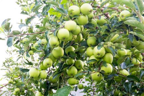 梦见果树上硕果累累 梦见果树上硕果累累