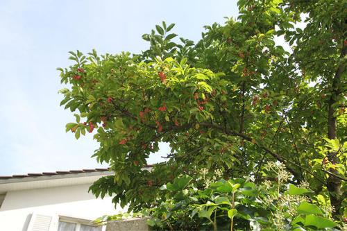 梦见果树结果 梦见果树结果