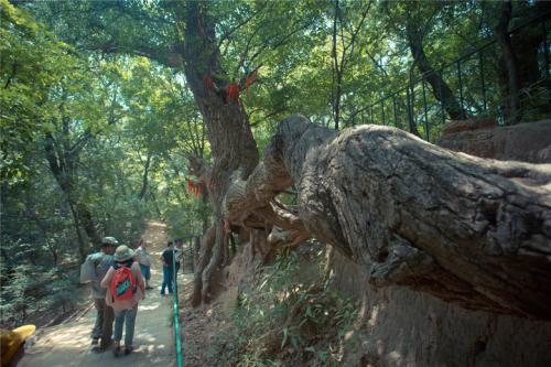 梦见自己爬山一棵大树