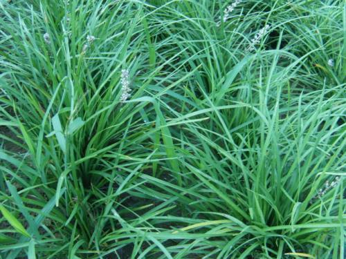 梦见栽草 梦见栽草