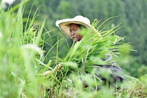 梦见割青草 梦见割青草