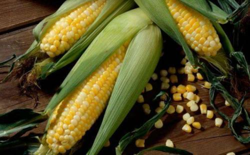 梦见玉米棒发霉