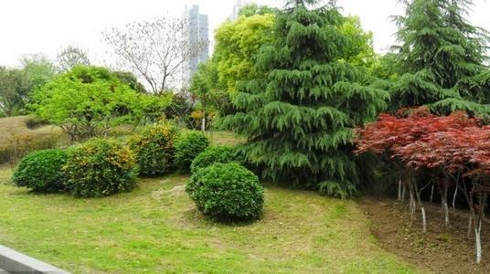 梦见种植物 梦见种植物