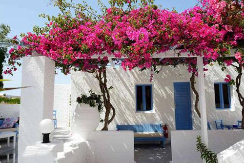 梦见墙角长红花 梦见墙角长红花