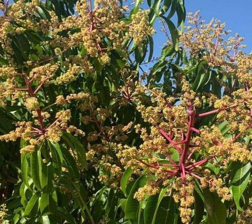 梦见栽的树开花了 梦见栽的树开花了