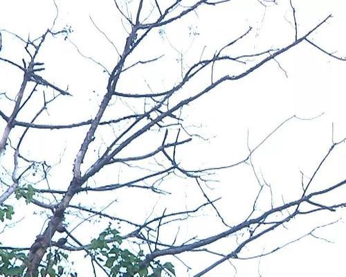 梦见树木骤然枯死