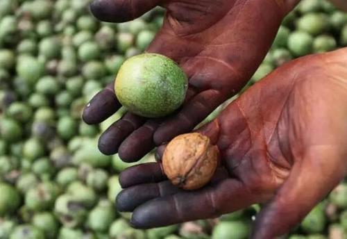 梦见剥核桃皮 梦见剥核桃皮