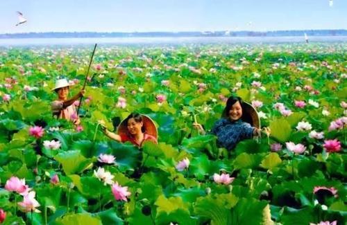 梦见采荷花 梦见采荷花