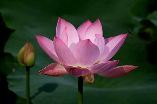 梦见陌生人送自己荷花