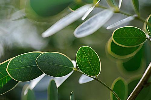 梦见绿树叶掉光