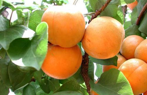 梦见买李子和杏子