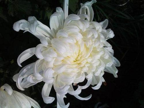 梦见菊花死了