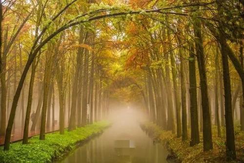 梦见走进森林遇见精灵 梦见走进森林遇见精灵