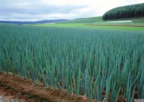梦见大葱没头 梦见大葱没头