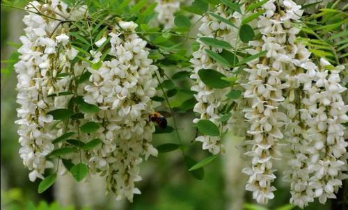 梦见槐花盛开 梦见槐花盛开