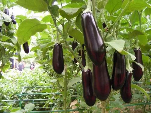 梦见种茄子 梦见种茄子