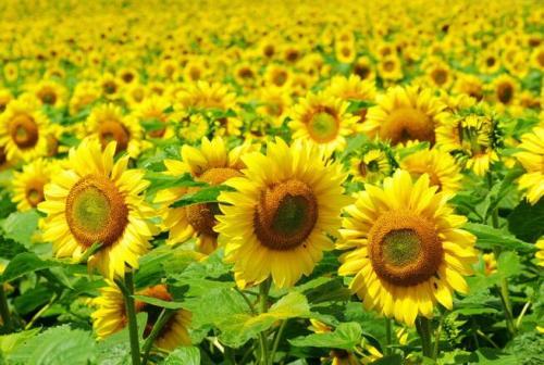 梦见很多向日葵