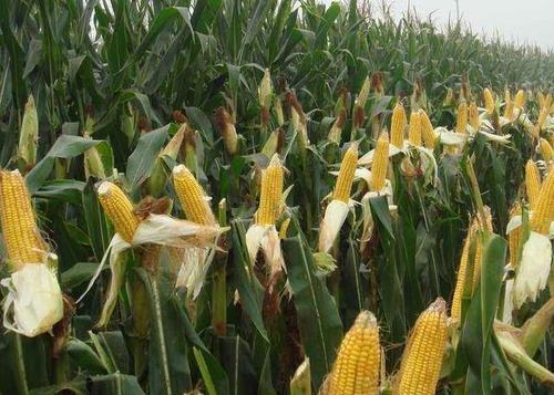 梦见地里好多粮食