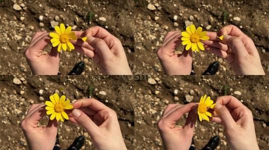 梦见摘花瓣 梦见摘花瓣