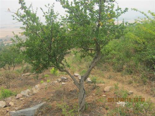 梦见电焊石榴树 梦见电焊石榴树