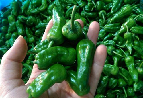 梦见摘人家的青椒 梦见摘人家的青椒