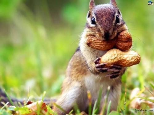 梦见偷松鼠藏的坚果 梦见偷松鼠藏的坚果