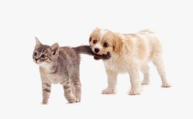 梦见狗和猫追着咬