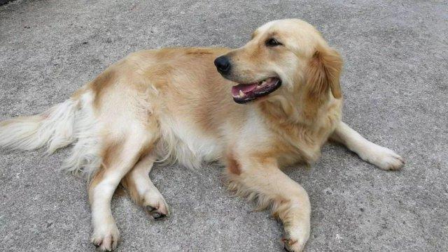 梦见撞死一条狗