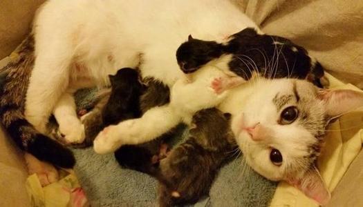 梦见猫产子产不出
