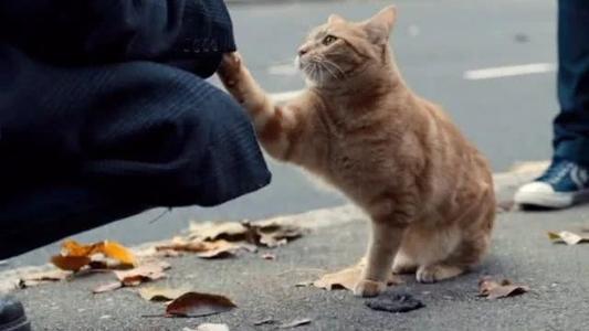 梦见有人在虐待流浪猫