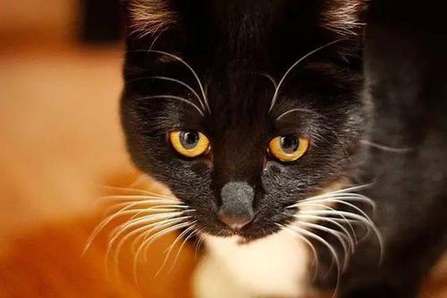梦见黑猫抓脸