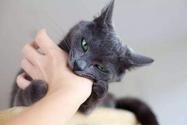 梦见黑猫咬手