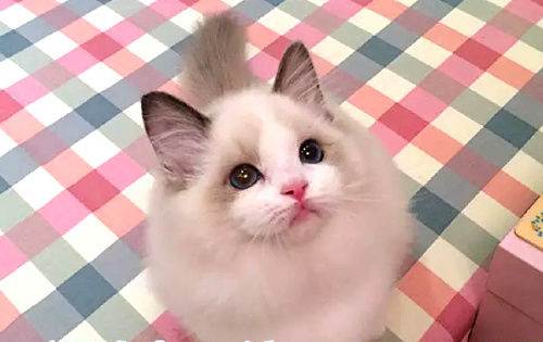 梦见布偶猫跟我说话