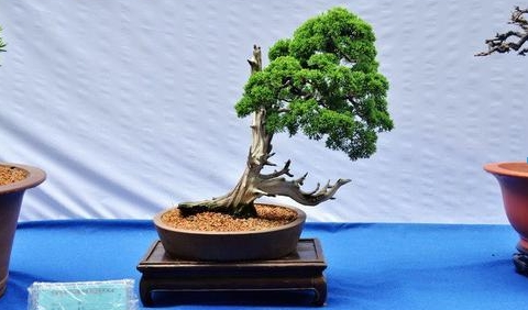 梦见好多盆景植物