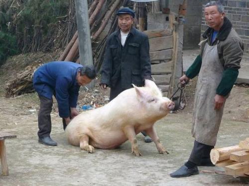 梦见宰杀猪