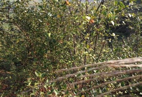 梦见上山摘茶子 梦见上山摘茶子