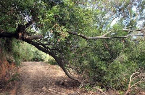 梦见树倒了 梦见树倒了