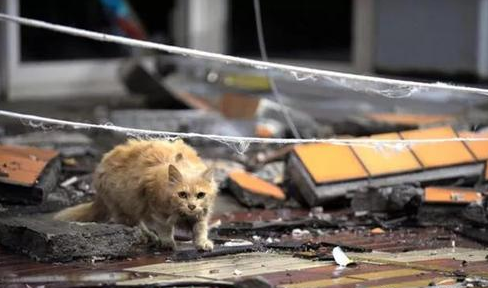 梦见灾难逃跑了 梦见灾难逃跑了