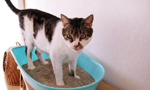 梦见踩到猫屎