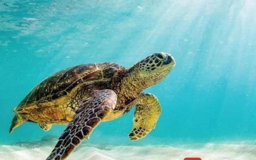 梦见海龟