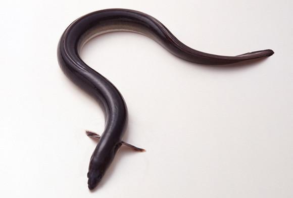 梦见鳗鱼