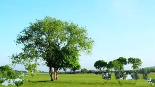 梦见榆树