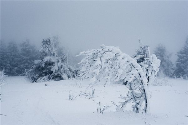 梦见下雪